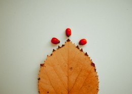 泛黄的树叶图片