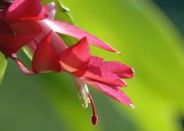 蟹爪兰花卉图片