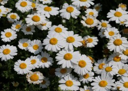 唯美洁白的小雏菊图片