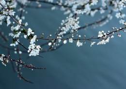 美丽的白色梅花图片