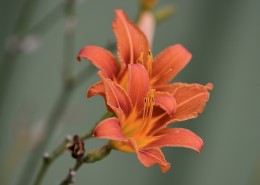 清雅的萱草花图片