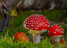 红色毒蝇伞毒蘑菇图片大全