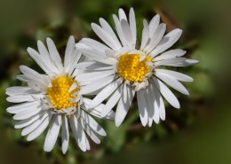 盛开的雏菊图片