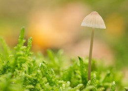 野外的蘑菇图片