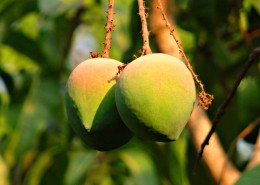 树枝上未成熟的芒果图片