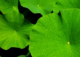 翠绿薄荷叶图片