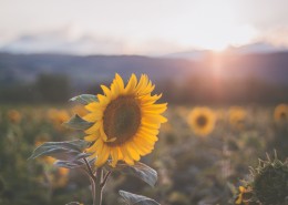 金黄色向日葵的图片