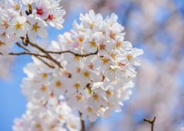 唯美好看灿烂的樱花图片