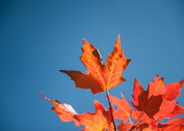 火红枫叶的图片