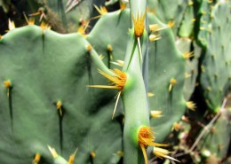 带刺的仙人掌图片