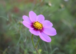 波斯菊特写图片