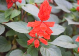 盛开的一串红图片