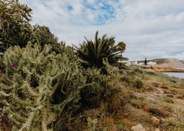 来自葡萄牙的植物图片