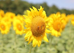 金灿灿的向日葵图片