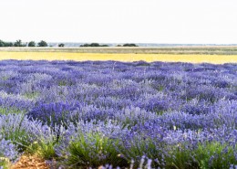 美丽的薰衣草花田图片