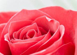 红玫瑰特写图片大全