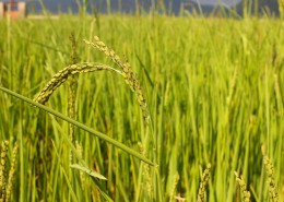 金灿灿的水稻图片