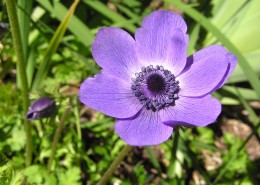 紫色银莲花图片