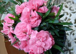 柔美多色的康乃馨图片大全