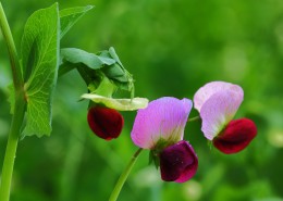 豌豆苗花图片