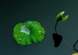 雨后池塘中的荷叶图片