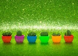 迷你仙人掌盆栽图片大全