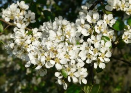 雪白的梨花图片