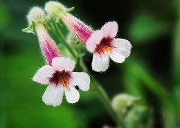 地黄花图片大全