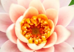 美丽的花蕊图片