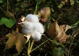 雪白的棉花图片大全