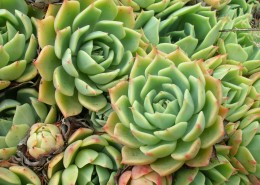 唯美的多肉植物图片