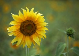 盛开的向日葵图片