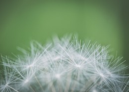 毛茸茸的蒲公英图片