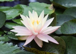 绽放的睡莲图片