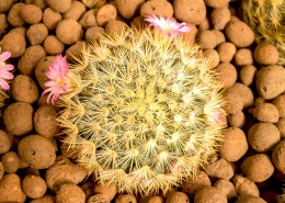 毛绒绒的仙人球图片