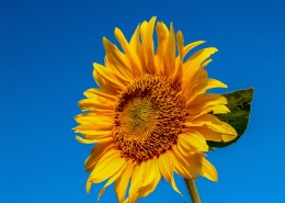 绽放的向日葵花图片