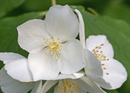 清新淡雅的茉莉花图片大全