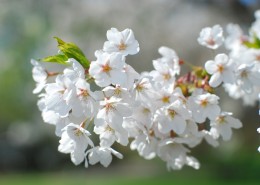 香气扑鼻的白梅花图片