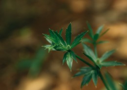 深色的绿叶图片大全