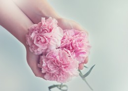 温馨淡雅的康乃馨图片大全