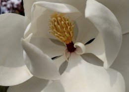 洁白的广玉兰图片