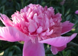 高贵的牡丹花图片