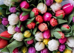 唯美好看的郁金香图片