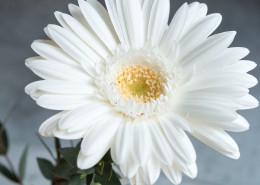 白色的非洲菊图片