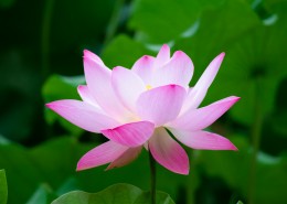 盛开的美艳荷花图片