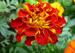 颜色鲜艳的万寿菊图片