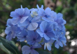 蓝色的绣球花图片