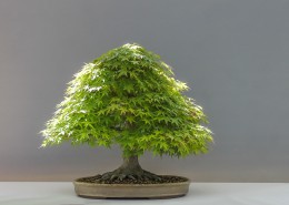 绿色植物盆景图片大全