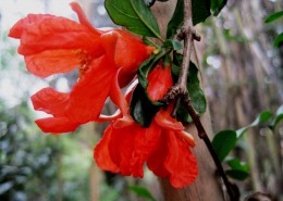 火红的石榴花图片