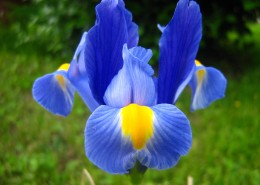 蓝色的鸢尾图片